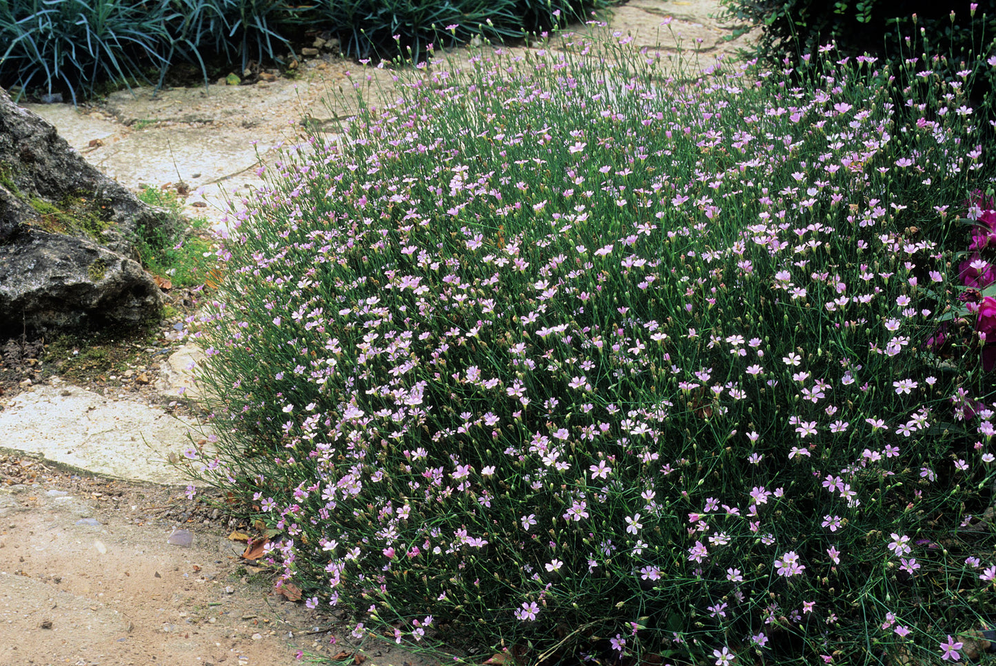 50 Light Pink TUNIC FLOWER Coat Flower Petrorhagia Saxifraga Saxifrage Seeds