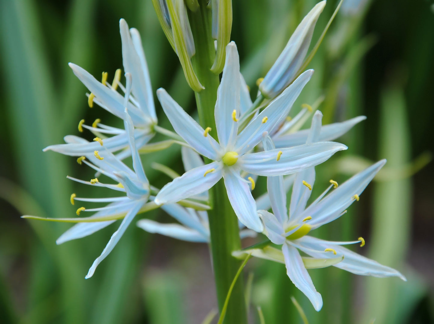 25 Blue WILD HYACINTH Camassia Scilloides Eastern Camas Lily Native Flower Seeds