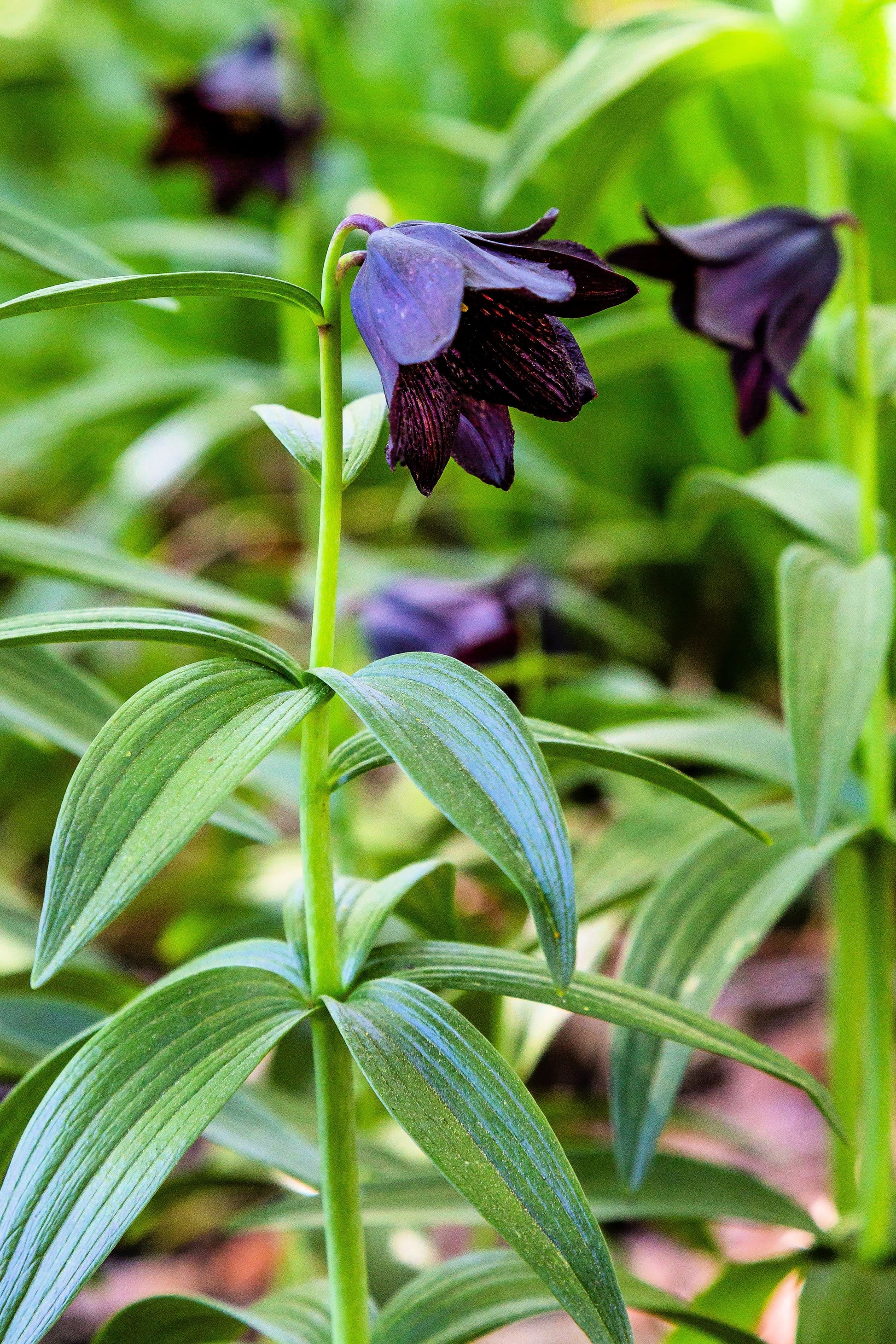 chocolate lily flower essence 10 CHOCOLATE LILY Black Kamchatka Brown Fritillaria Camschatcensis Flower Seeds