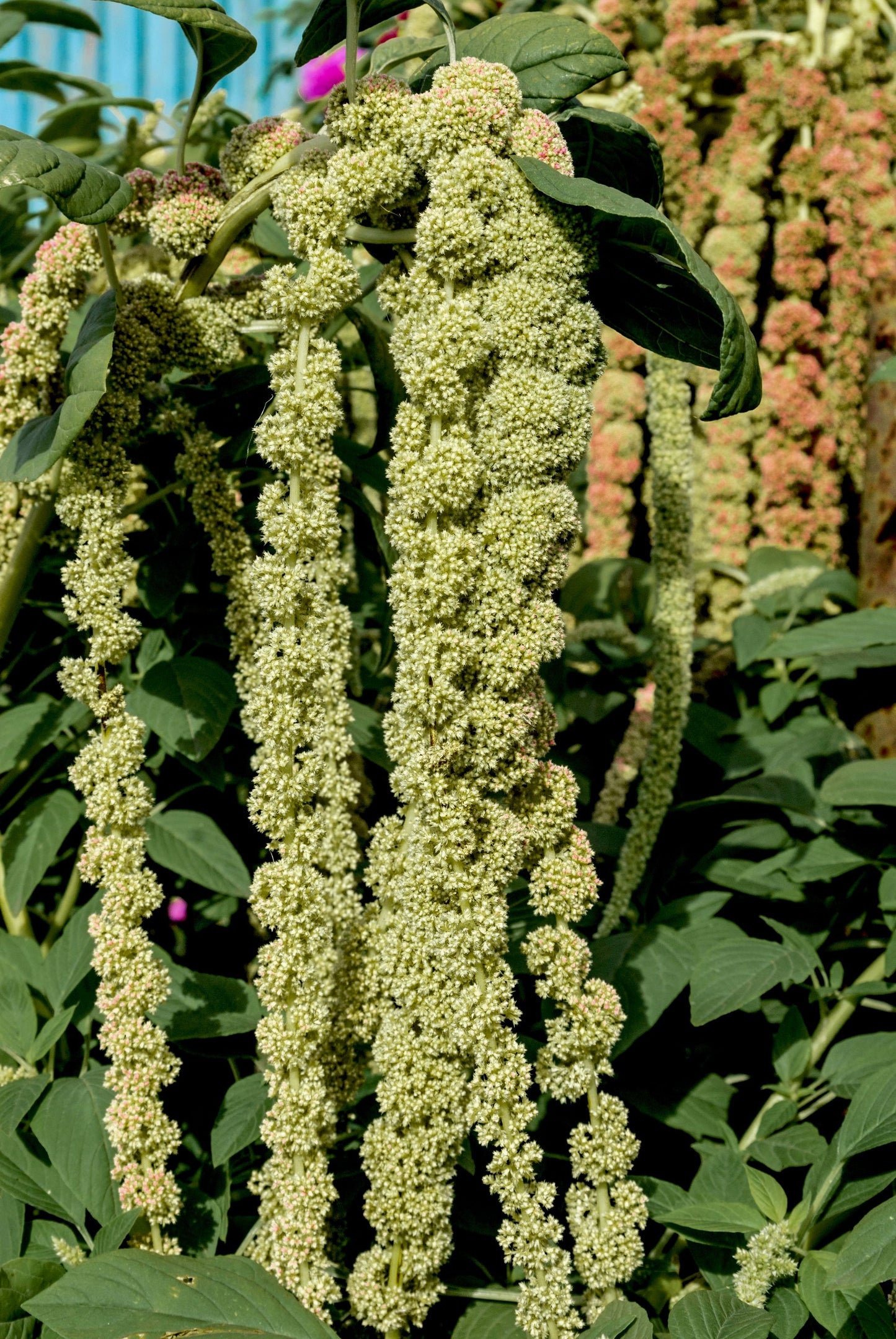 150 AMARANTHUS GREEN TAILS Amaranthus Caudatus Flower Seeds