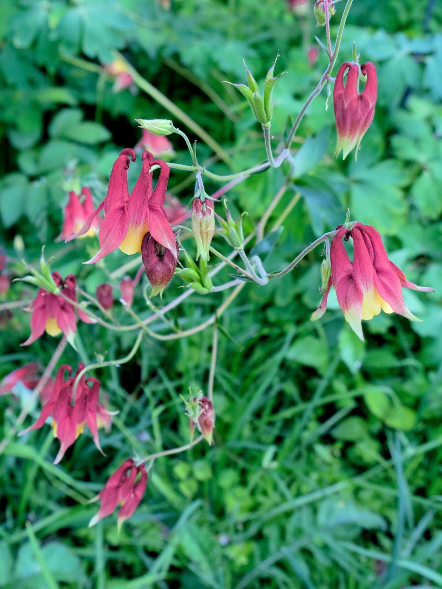 100 ORIENTAL COLUMBINE Plum & White Aquilegia Vulgaris Flower Seeds