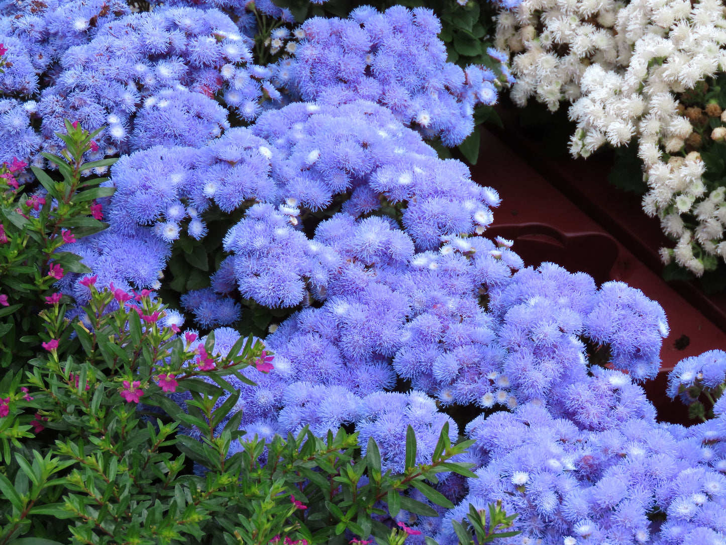 250 Dwarf BLUE BEDDER AGERATUM aka Floss Flower Ageratum Houstonianum Flower Seeds