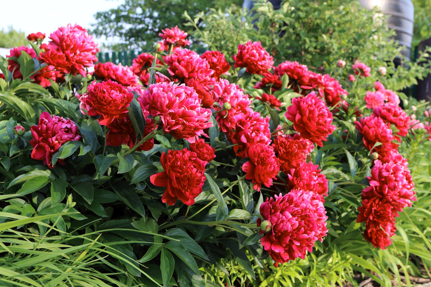 5 GARDEN PEONY Paeonia Lactiflora Red Pink White Mix Chinese Peony Flower Seeds