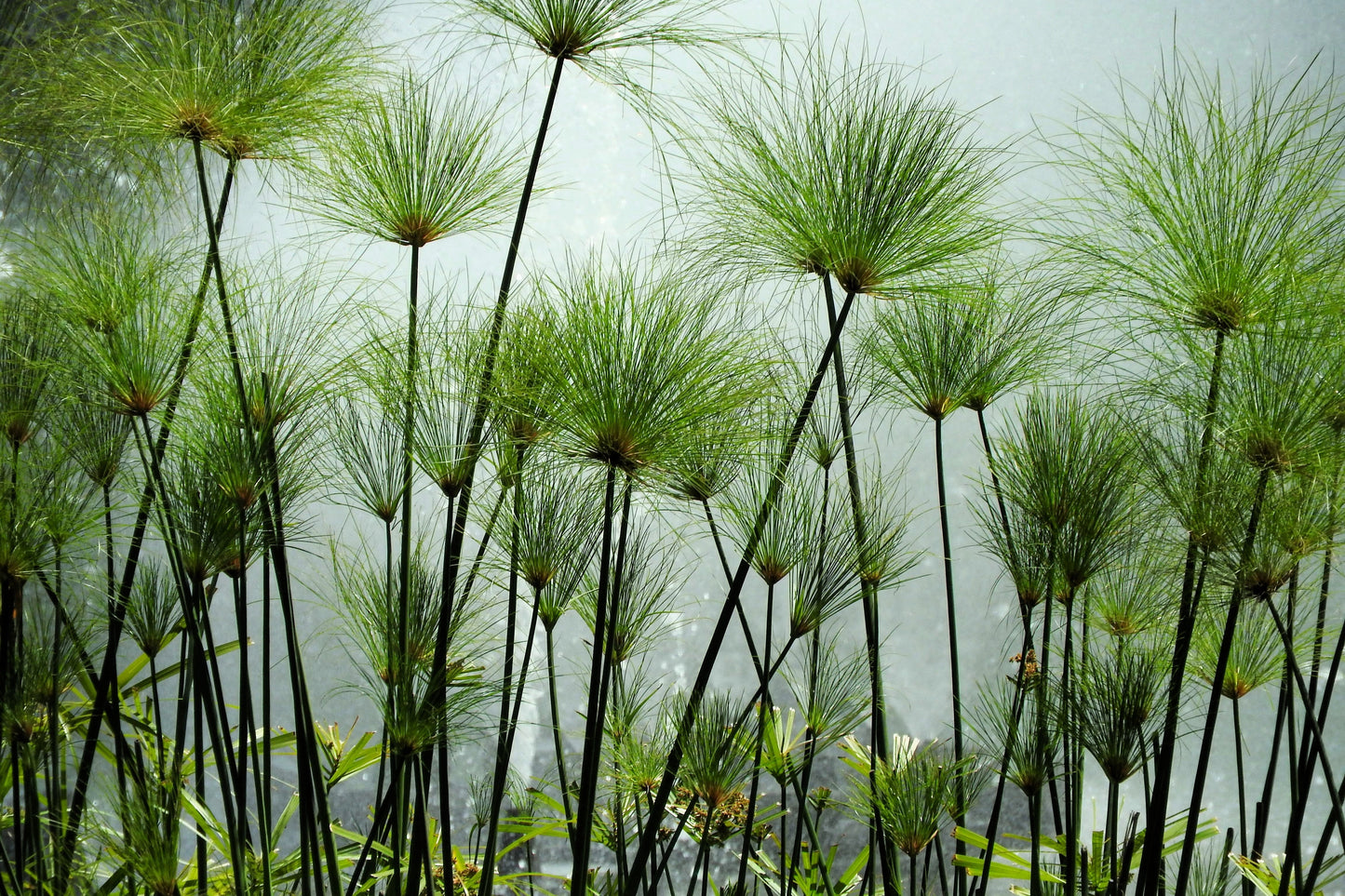 20 Cyperus PAPYRUS Paper Reed Water Plant Egyptian Nile Grass Yellow Flower Seeds