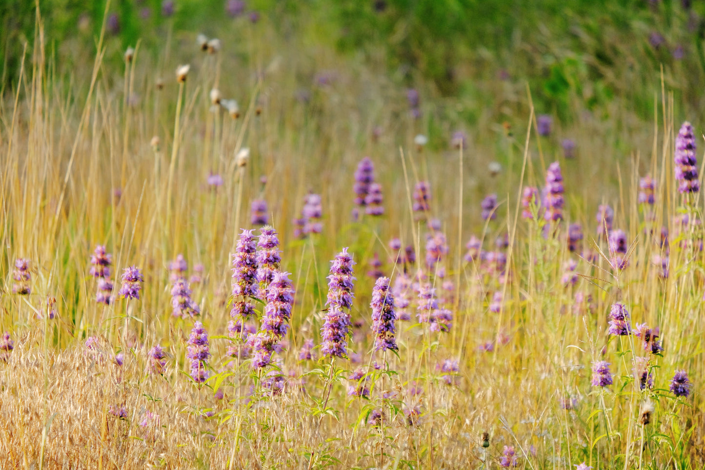 200 PURPLE WOOD MINT Blephilia Ciliata Downy Pagoda Horsemint Herb Flower Seeds