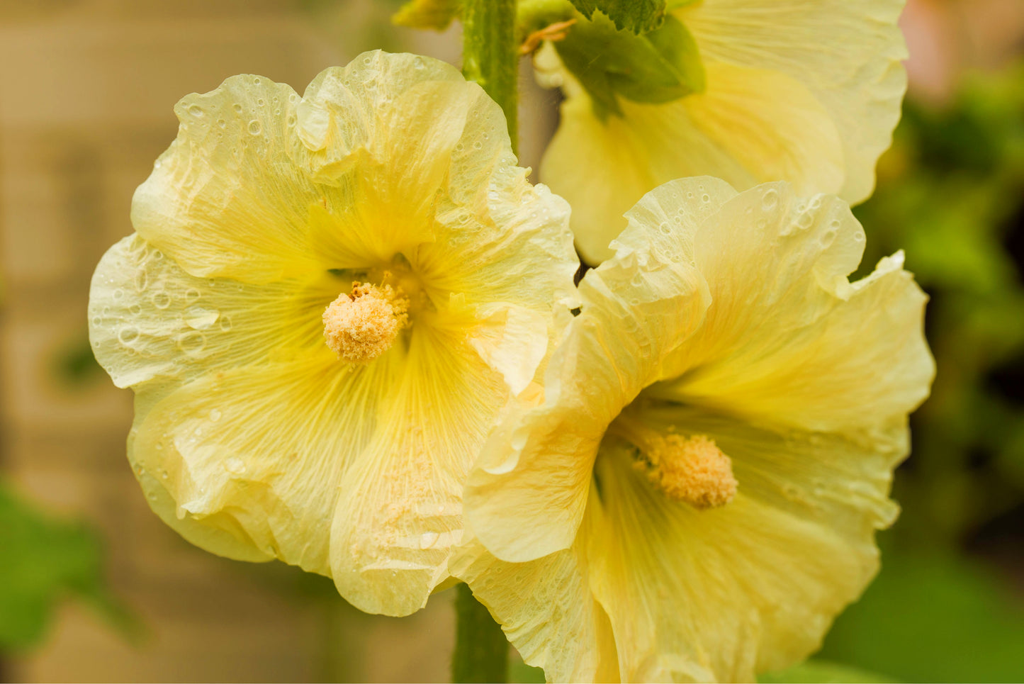 25 YELLOW HOLLYHOCK Alcea Rosea Flower Seeds Perennial