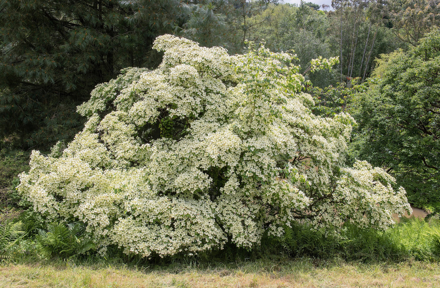 5 Flowering WHITE KOUSA DOGWOOD Cornus Kousa Tree Seeds