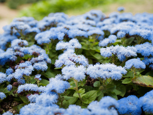 250 Dwarf BLUE BEDDER AGERATUM aka Floss Flower Ageratum Houstonianum Flower Seeds