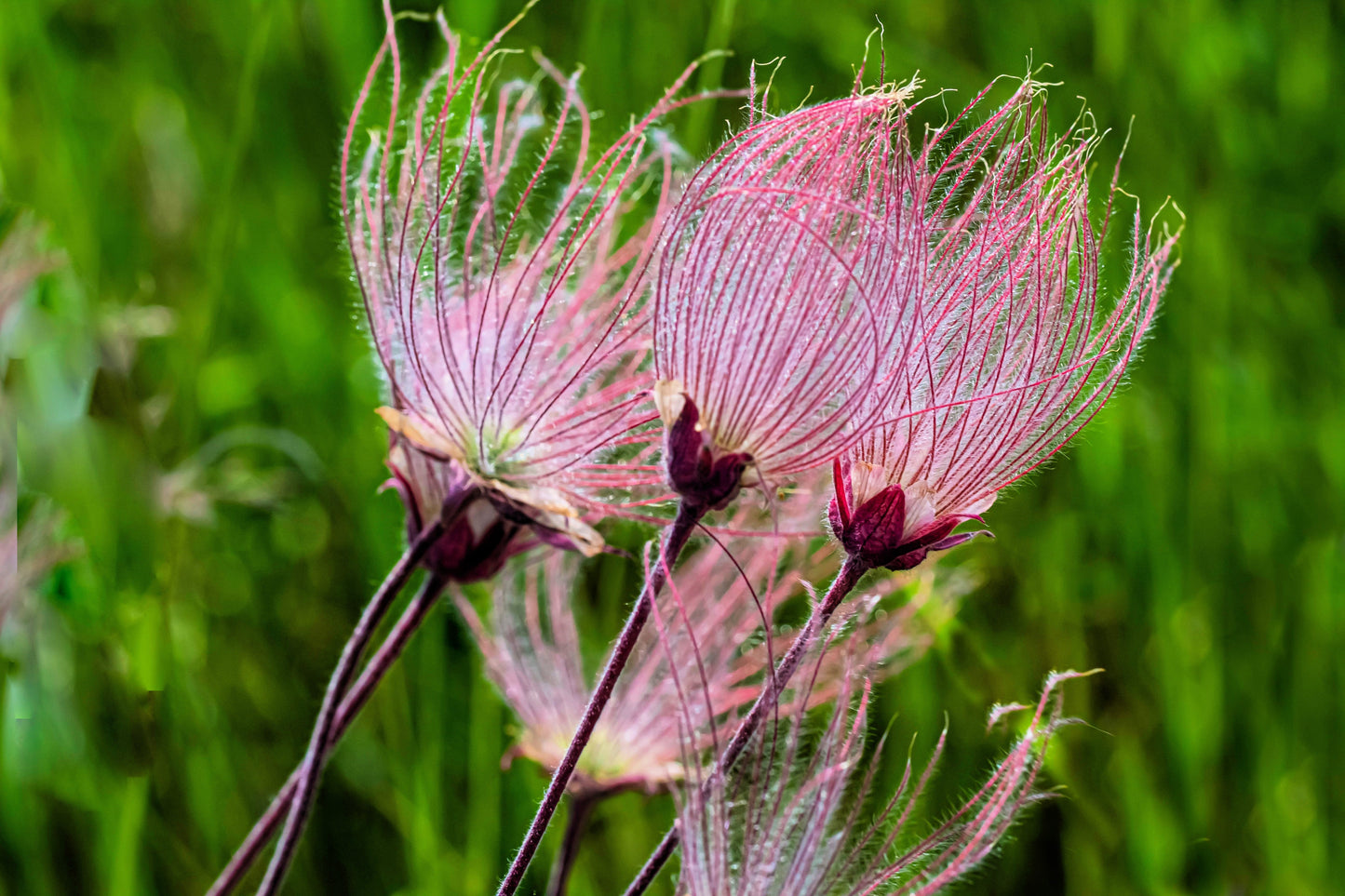 25 PRAIRIE SMOKE Geum Triflorum Purple Prairie Avens Pink Flower Seeds