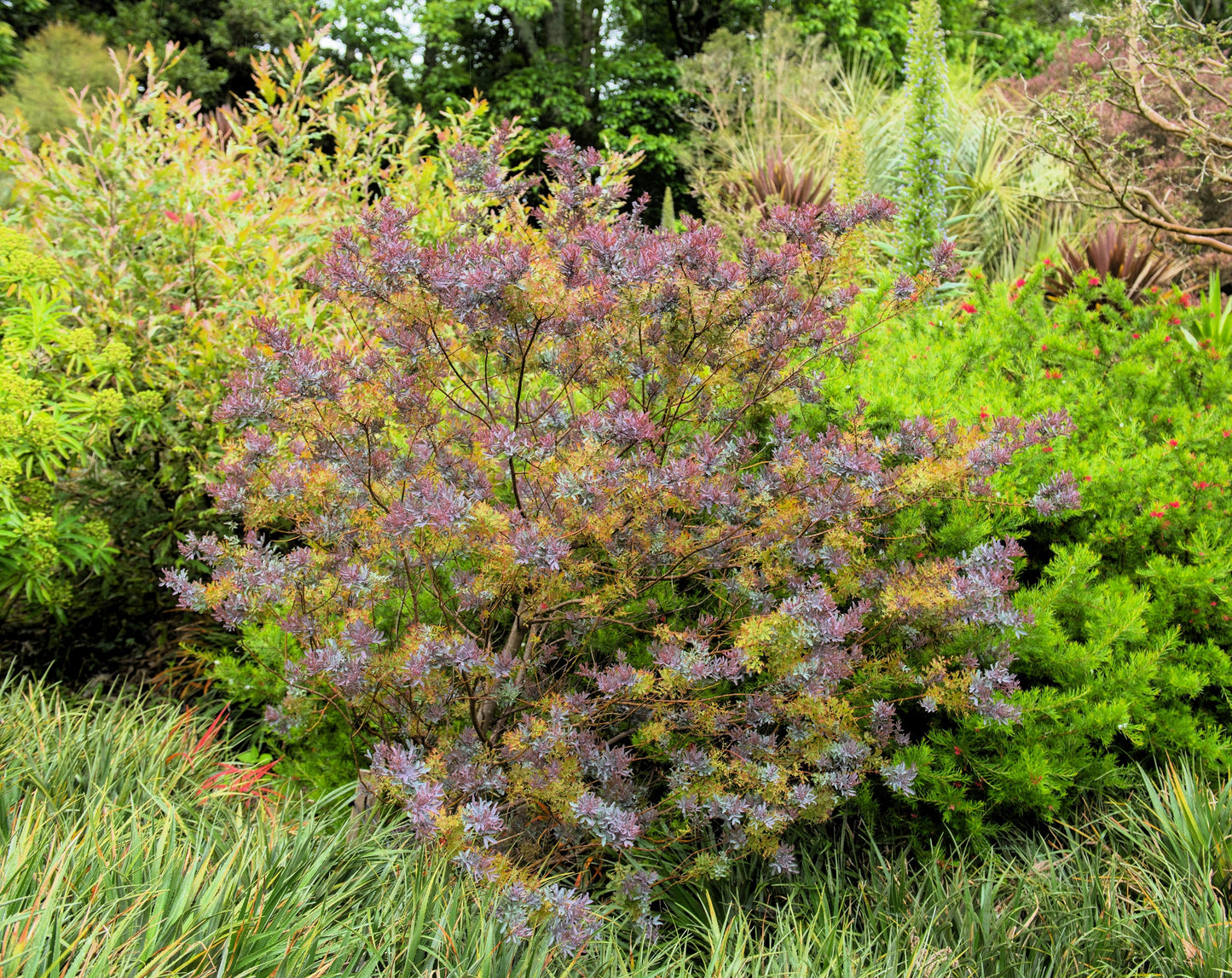 10 PURPLE ACACIA Baileyana Purpurea Fernleaf Mimosa Cootamundra Wattle Tree Yellow Flower Seeds