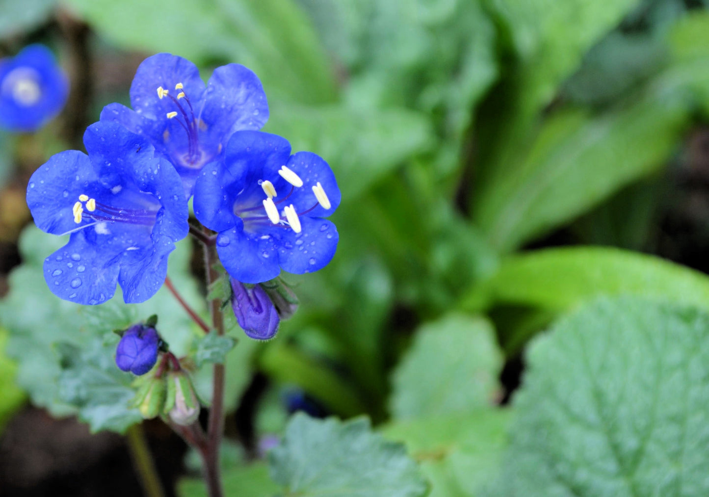 200 CALIFORNIA BLUEBELL (Wild Canterbury Bells / Desert Blue Bell) Phacelia Campanularia Flower Seeds