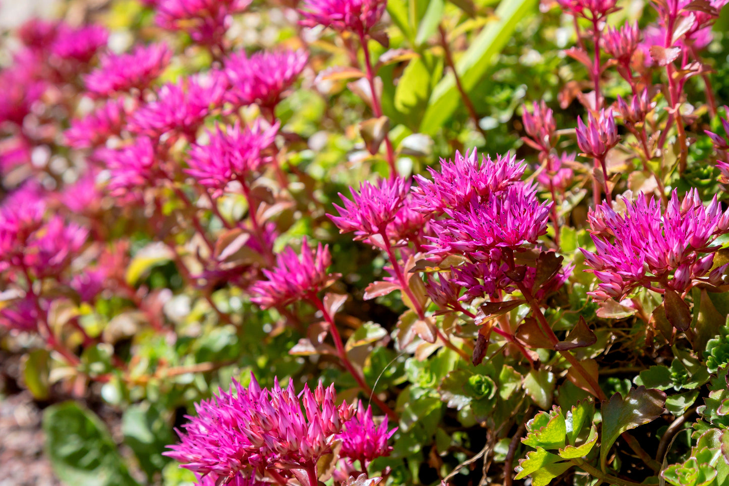 50 PURPLE CARPET SEDUM Spurium Coccineum Groundcover Flower Seeds