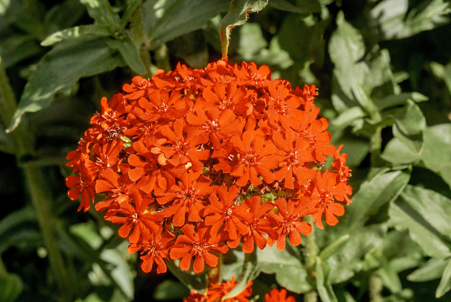 300 MALTESE CROSS Jerusalem Cross Lychnis Campion Chalcedonica Flower Seeds