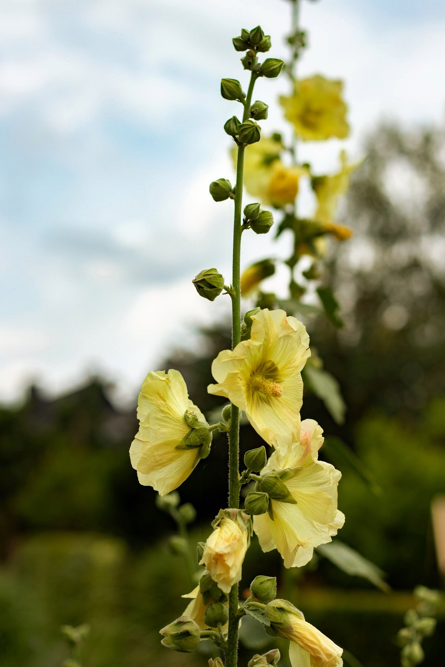 25 YELLOW HOLLYHOCK Alcea Rosea Flower Seeds Perennial