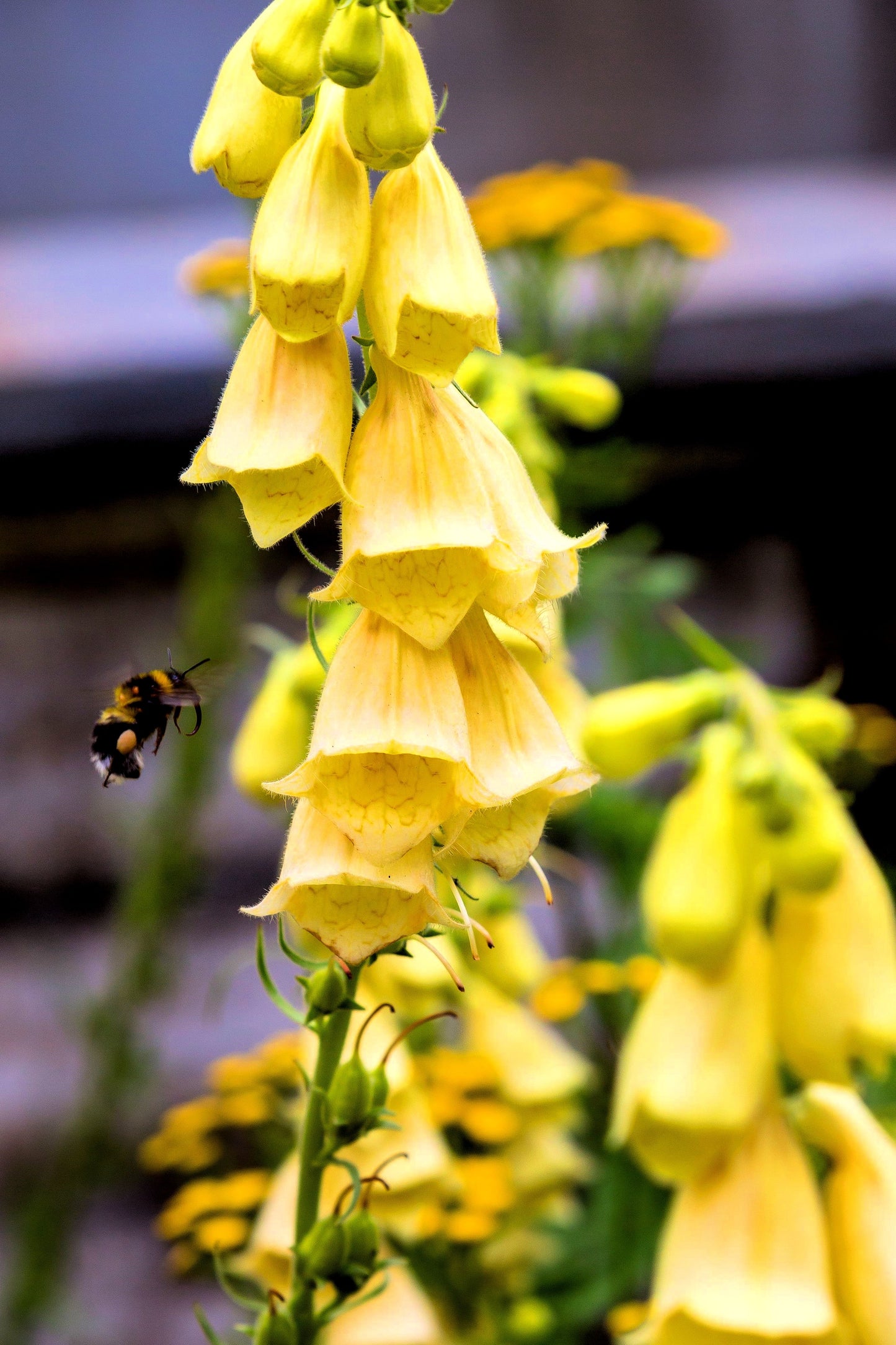 100 YELLOW FOXGLOVE Digitalis Grandiflora Sun or Shade Pollinator aka Large Foxglove or Big-Flowered Foxglove - Flower Seeds