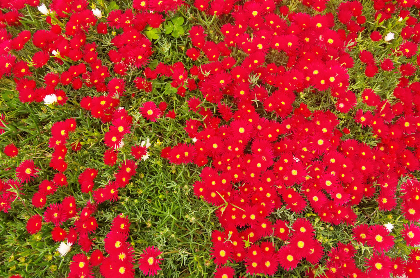 100 Gelato Bright RED ICE PLANT Mesembryanthemum Daisy Livingstone Flower Seeds