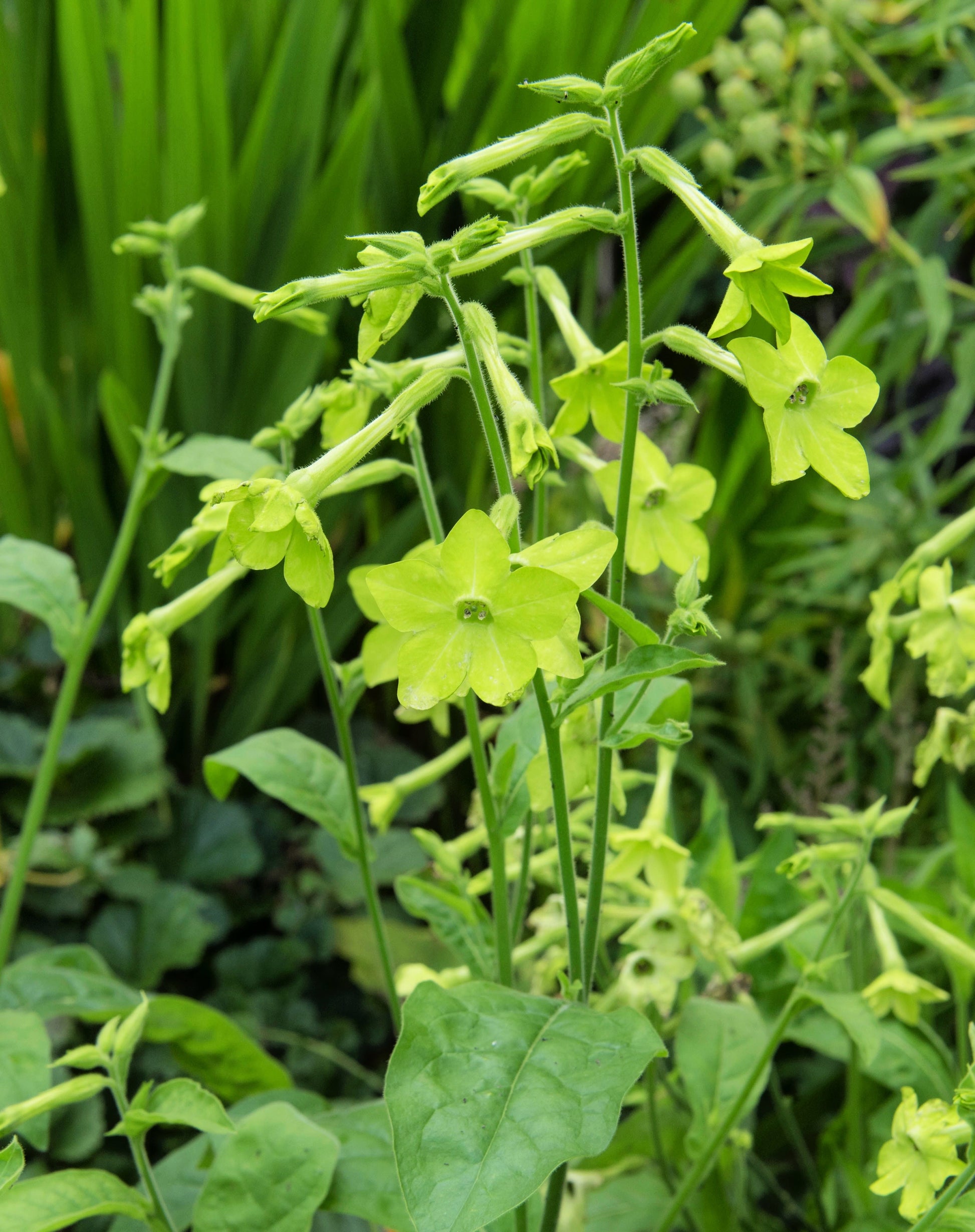 tobacco seeds amazon Wild Aztec Tobacco (Nicotiana rustica) organic tobacco seeds amazon Wild Aztec Tobacco (Nicotiana rustica) organic