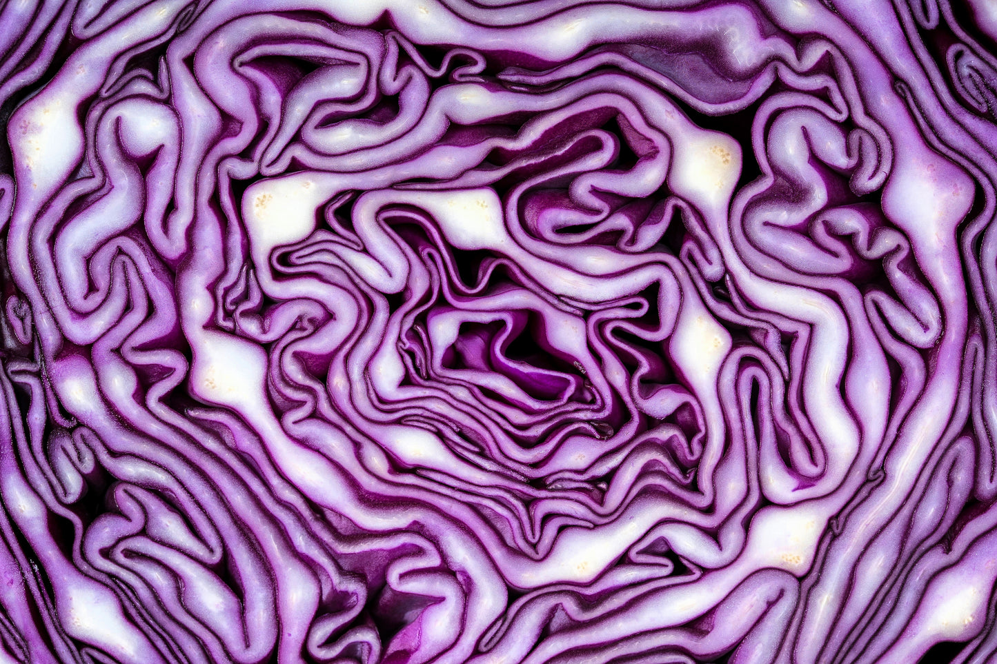 500 RED ACRE CABBAGE Brassica Oleracea Capitata Vegetable Seeds