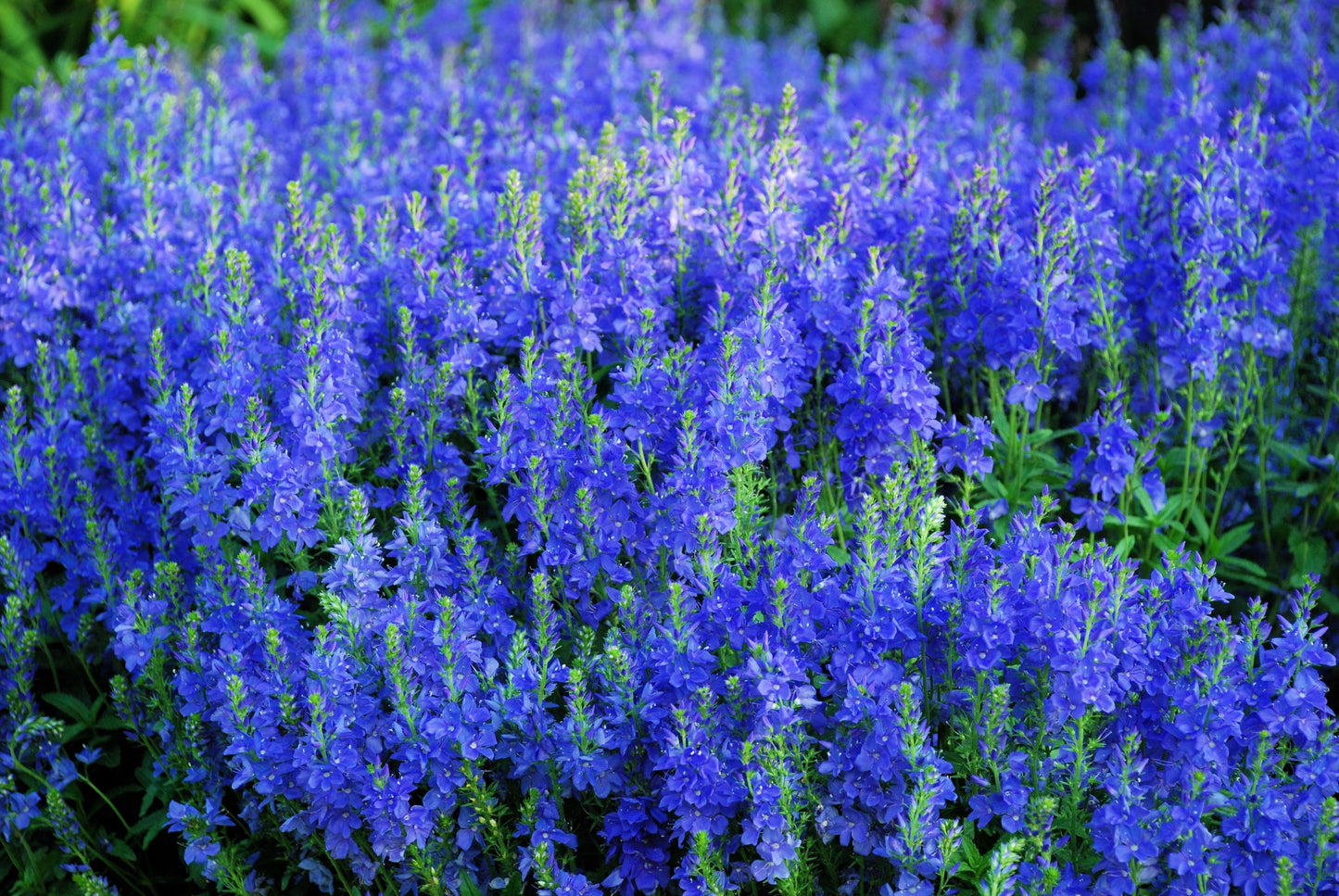 75 ROYAL BLUE SPEEDWELL Veronica Austriaca Teucrium Flower Seeds