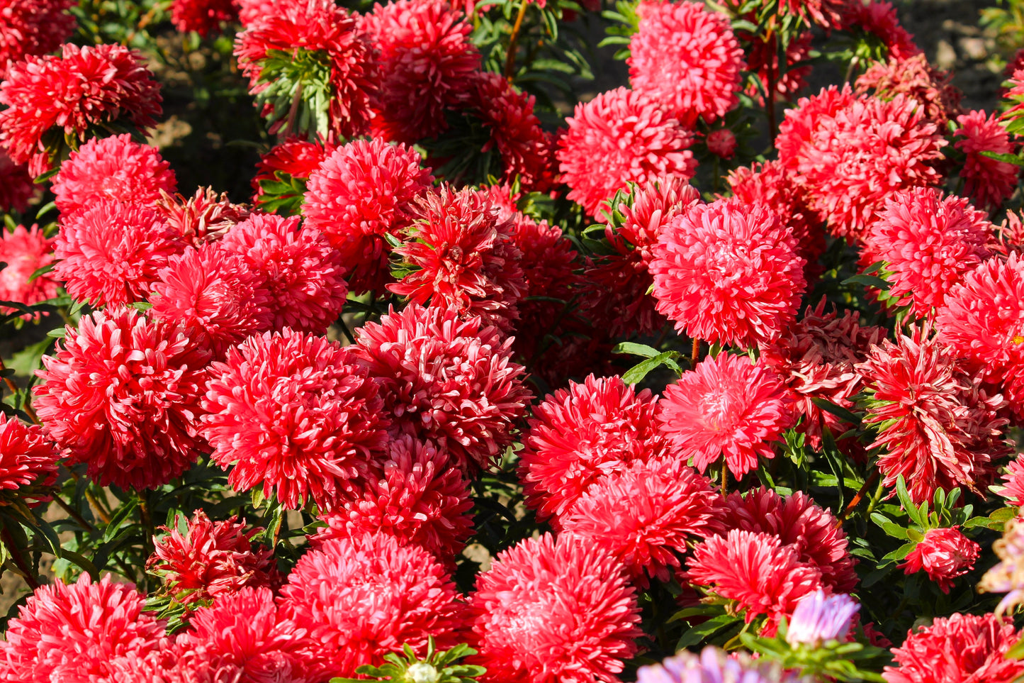 250 Double RED CHINA ASTER Callistephus Chinensis Flower Seeds