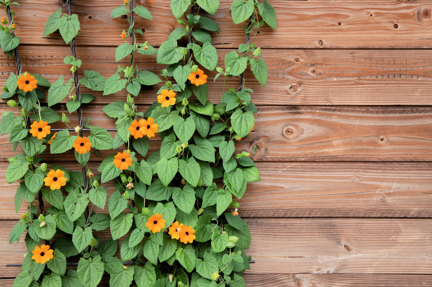 30 BLACK Eyed SUSAN VINE Thunbergia Alata Orange Yellow Black Flower Seeds