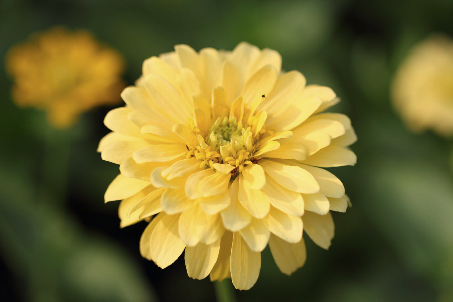 250 ISABELLINA ZINNIA Elegans Pastel Light Yellow Double Heirloom Flower Seeds