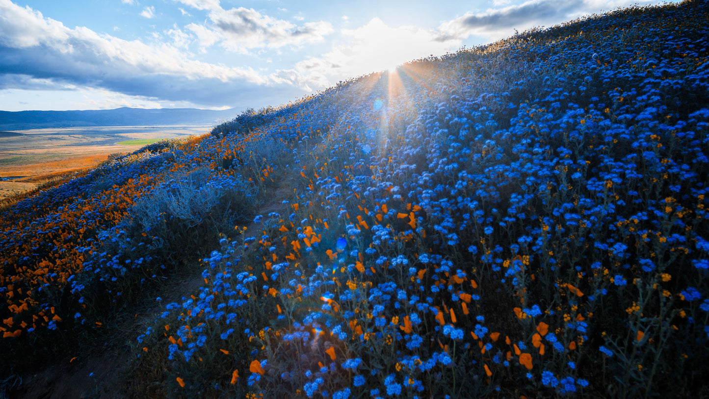 200 CALIFORNIA BLUEBELL (Wild Canterbury Bells / Desert Blue Bell) Phacelia Campanularia Flower Seeds