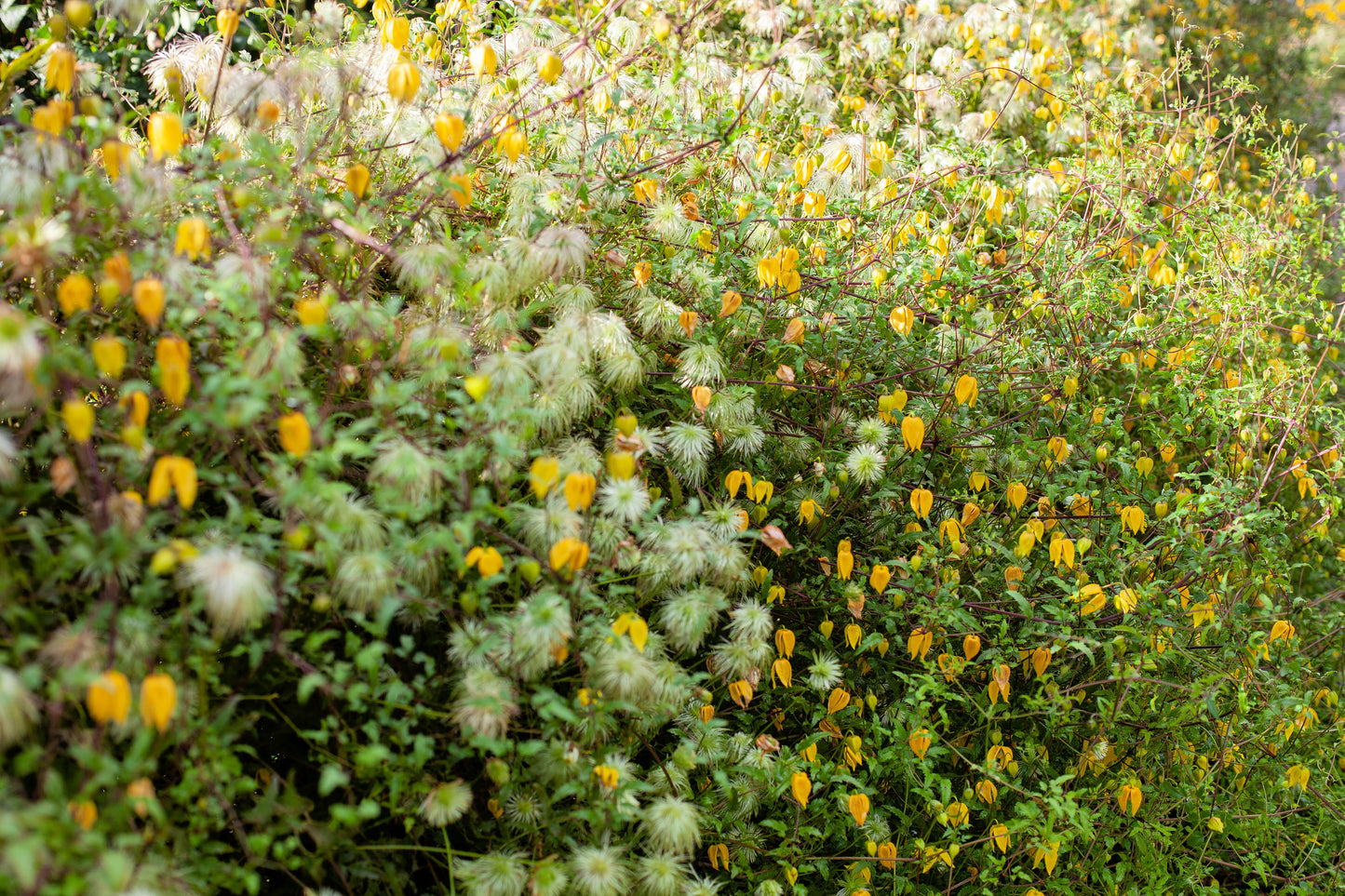 10 Yellow CLEMATIS RADAR LOVE Vine Climber Clematis Tangutica Flower Seeds