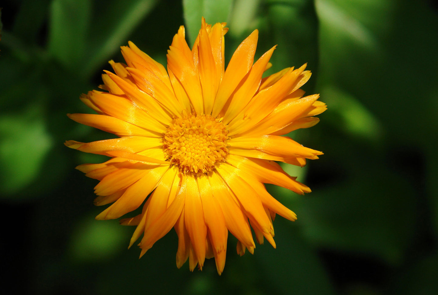 50 RADIO ENGLISH MARIGOLD Calendula Officinalis Orange & Yellow Pot Flower Seeds