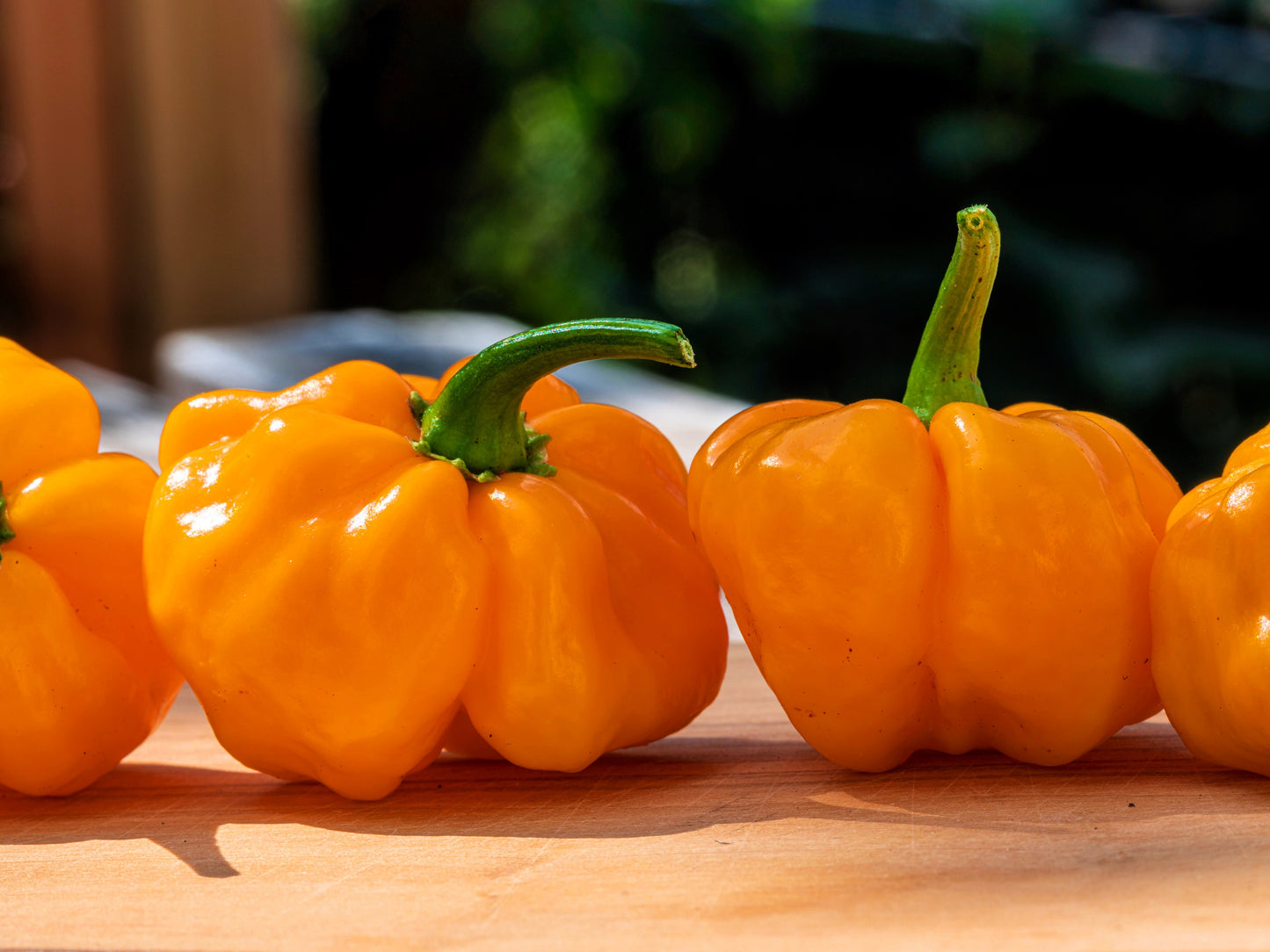 40 Orange SCOTCH BONNET PEPPER very hot Jamaican Capsicum Chinense Vegetable Seeds