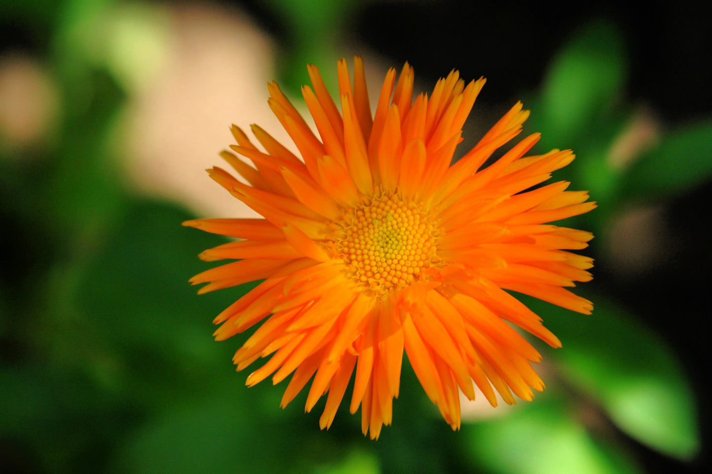 50 RADIO ENGLISH MARIGOLD Calendula Officinalis Orange & Yellow Pot Flower Seeds