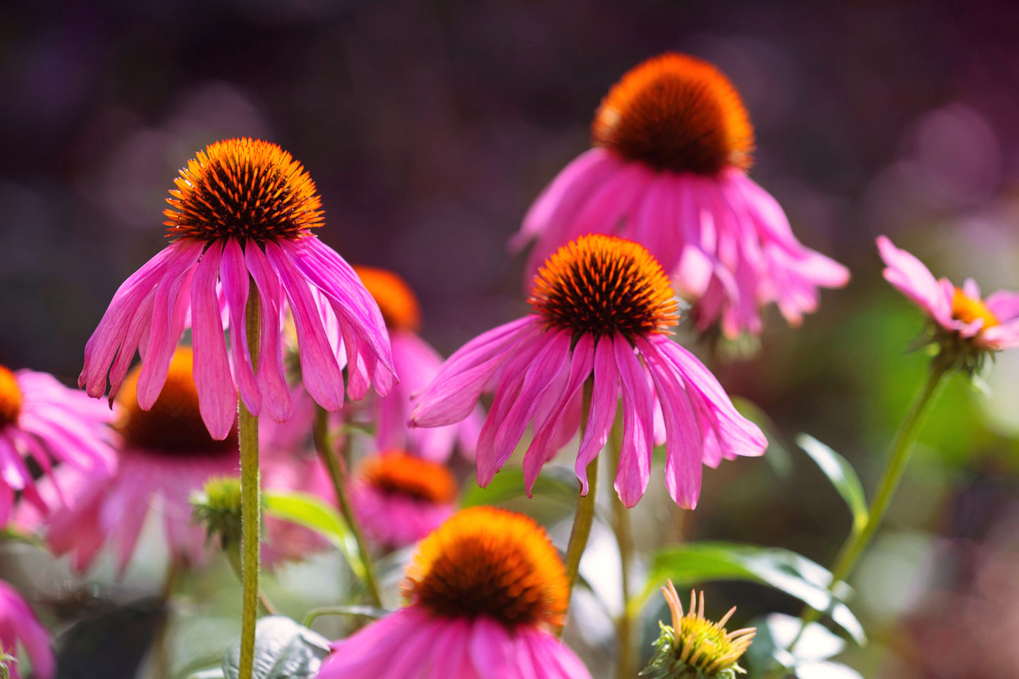 25 BRIGHT STAR CONEFLOWER Echinacea Purpurea Lavender Bright Rose Pink Flower Seeds