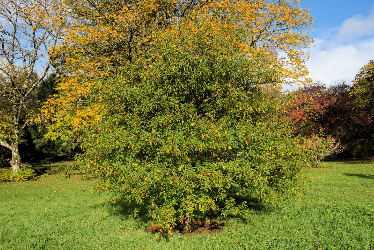 5 LAUREL OAK TREE Quercus Hemisphaerica Native aka Darlington Coastal & Sand Laurel Oak Seeds