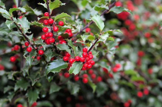 40 ENGLISH HOLLY Ilex Aquifolium aka European Common or Christmas Holly Evergreen Tree Shrub Berry Seeds