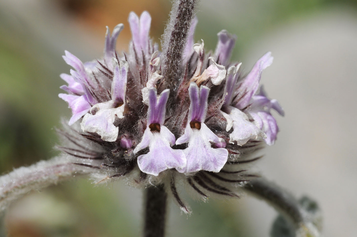 100 White HOREHOUND Marrubium Vulgare Herb Flower Seeds