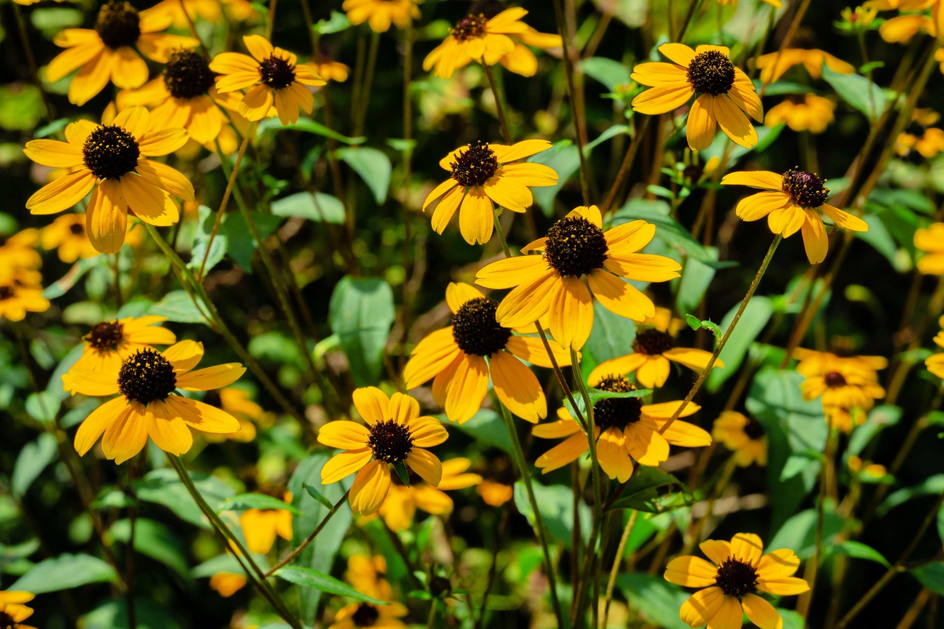 browns plants and seeds 500 BROWN EYED SUSAN Rudbeckia Triloba Flower Seeds