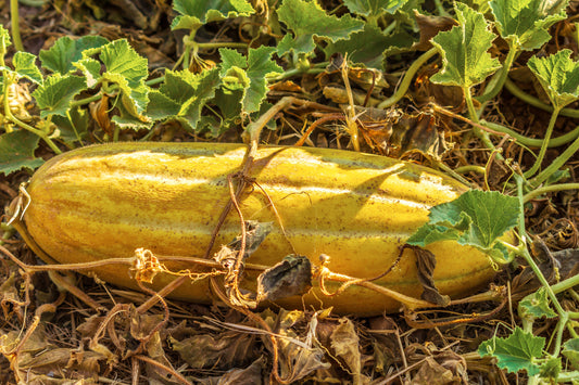 50 BANANA MELON Fruit Cucumis Melo Seeds