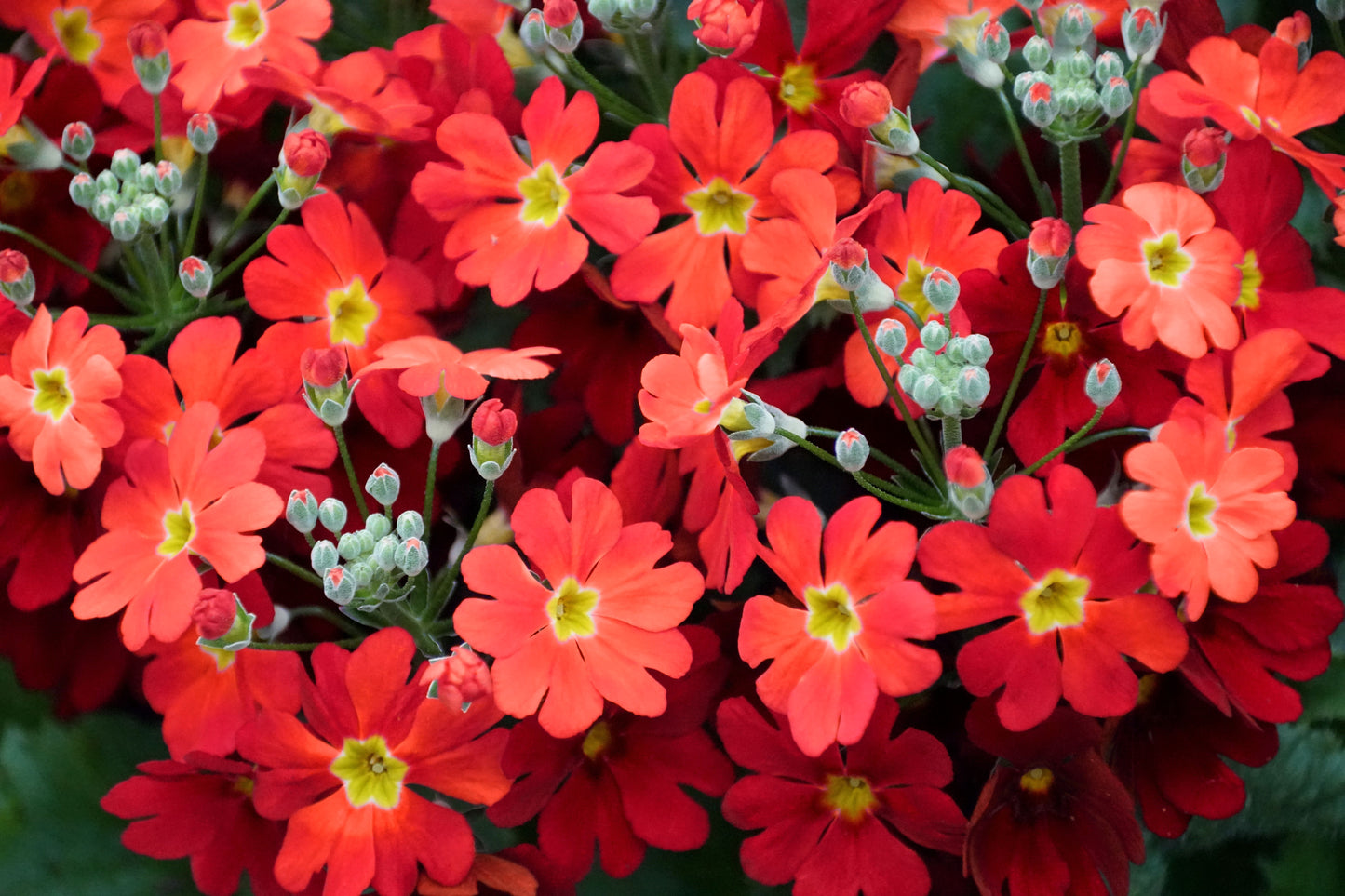 100 CRIMSON FAIRY PRIMROSE Red Primula Malacoides Baby Primrose Shade Houseplant Flower Seeds