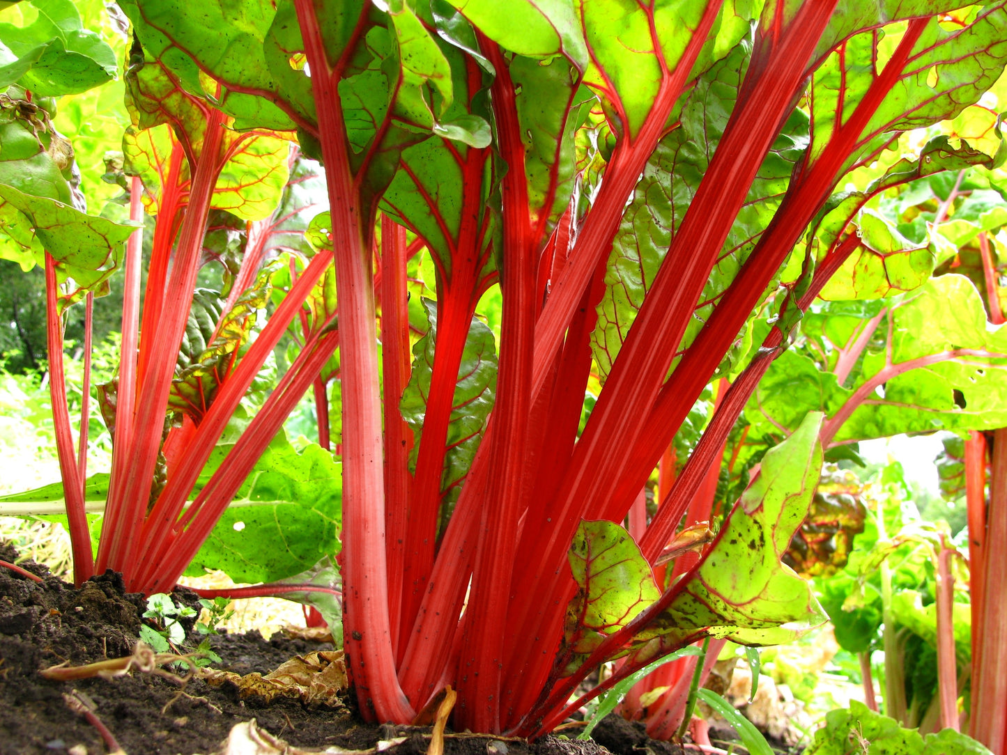 300 RUBY RED SWISS CHARD (Perpetual Spinach) Beta Vulgaris Cicla Vegetable Seeds