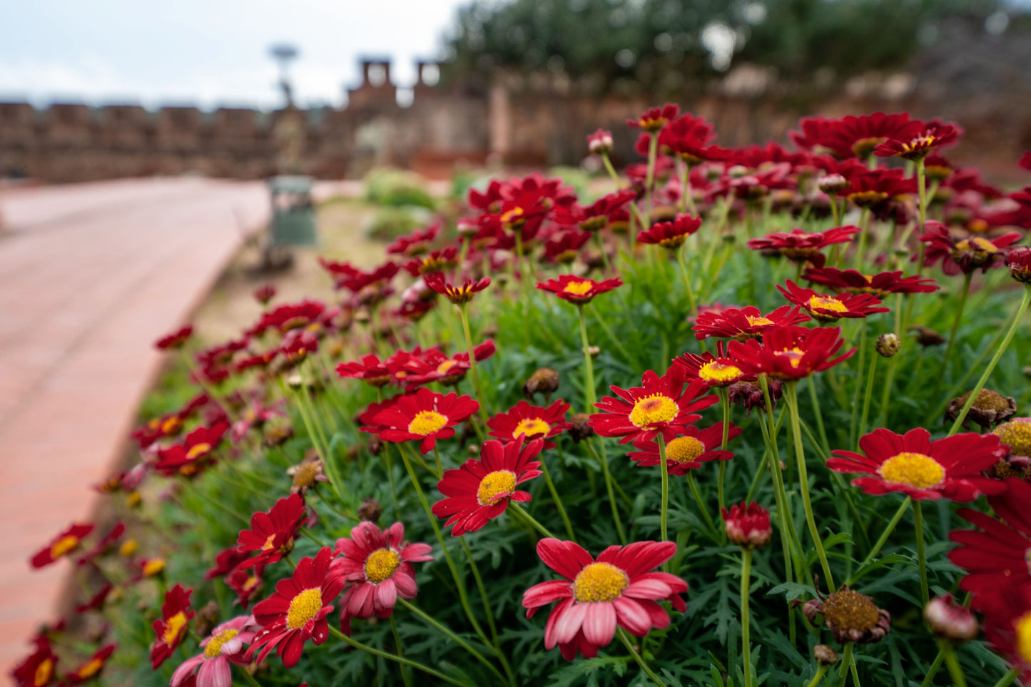 100 RED ROBINSONS DAISY Painted Chrysanthemum Coccineum Pyrethrum Flower Seeds