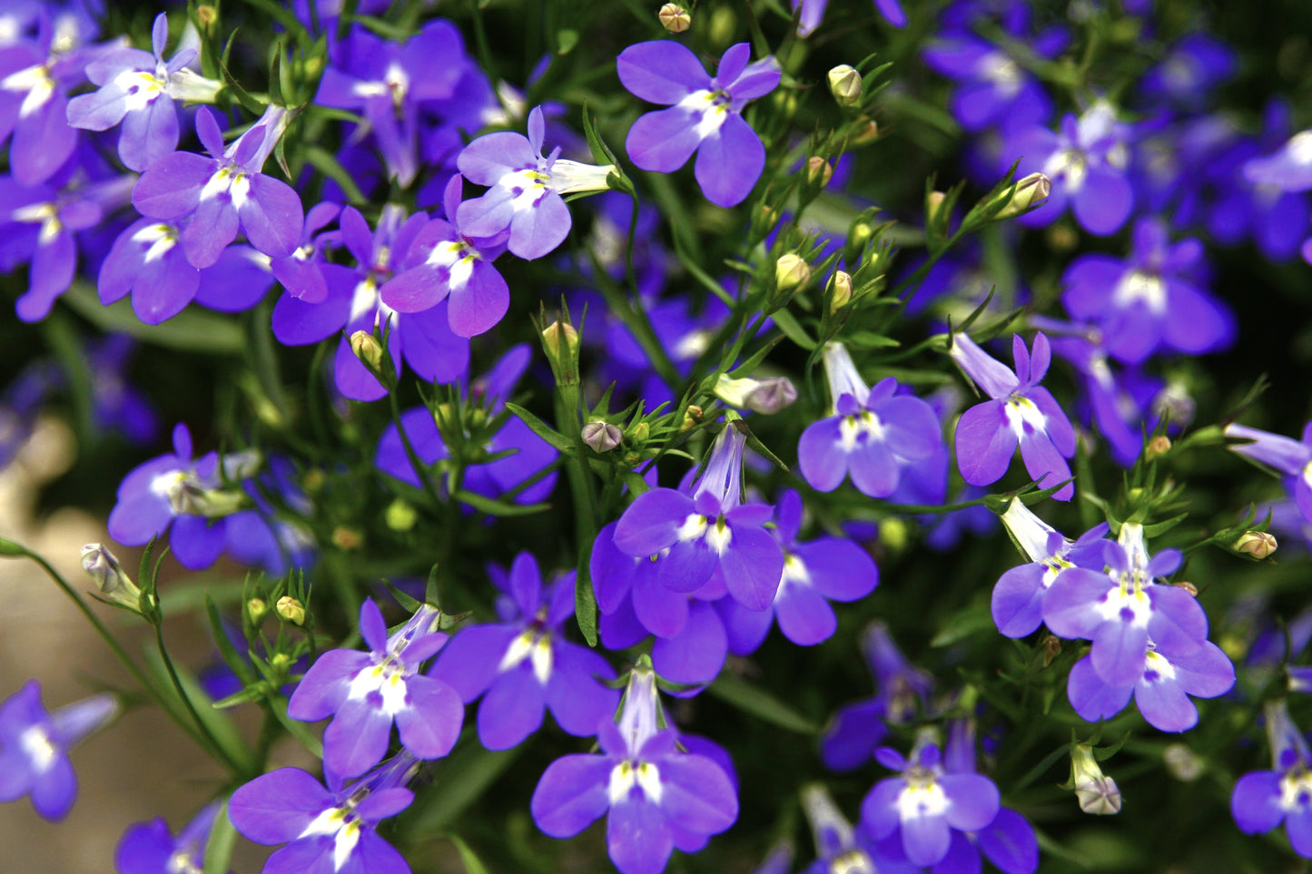 200 Lavender & White MRS CLIBRAN LOBELIA Erinus Flower Seeds