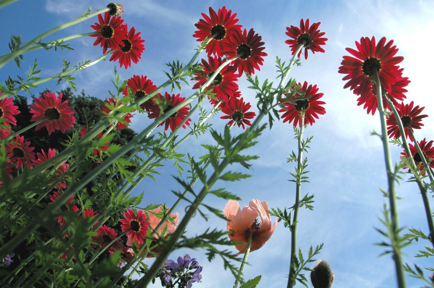 100 RED ROBINSONS DAISY Painted Chrysanthemum Coccineum Pyrethrum Flower Seeds