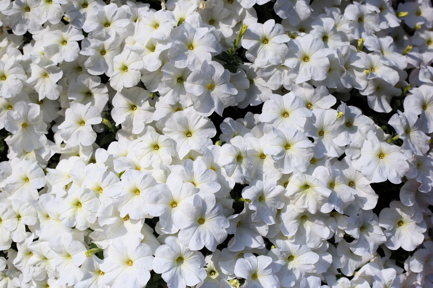 25 WHITE PETUNIA Grandiflora Flower Seeds