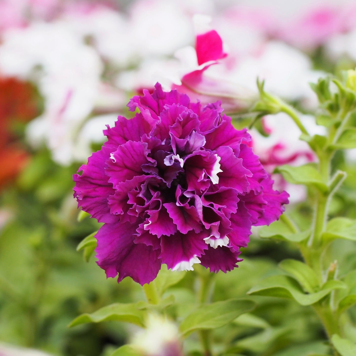 20 DOUBLE MIX PETUNIA Floribunda Red Pink Purple Flower Seeds