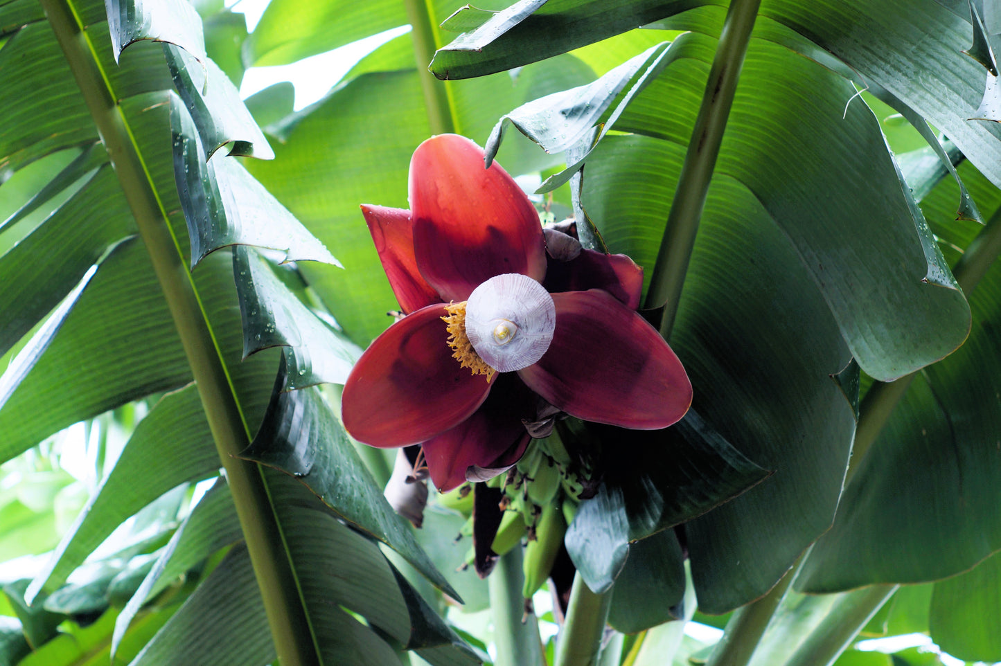 5 PLANTAIN BANANA Musa Balbisiana Hardy Red Flowering Sweet Wild Fruit Tree Seeds