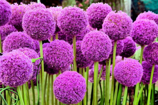 25 GIANT ALLIUM Allium Giganteum Purple Globe Flower Seeds