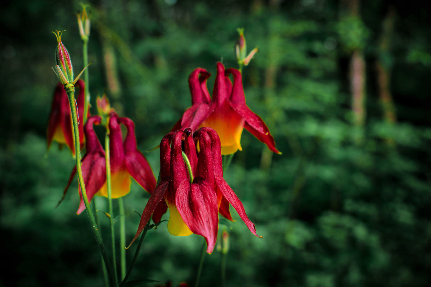 100 ORIENTAL COLUMBINE Plum & White Aquilegia Vulgaris Flower Seeds