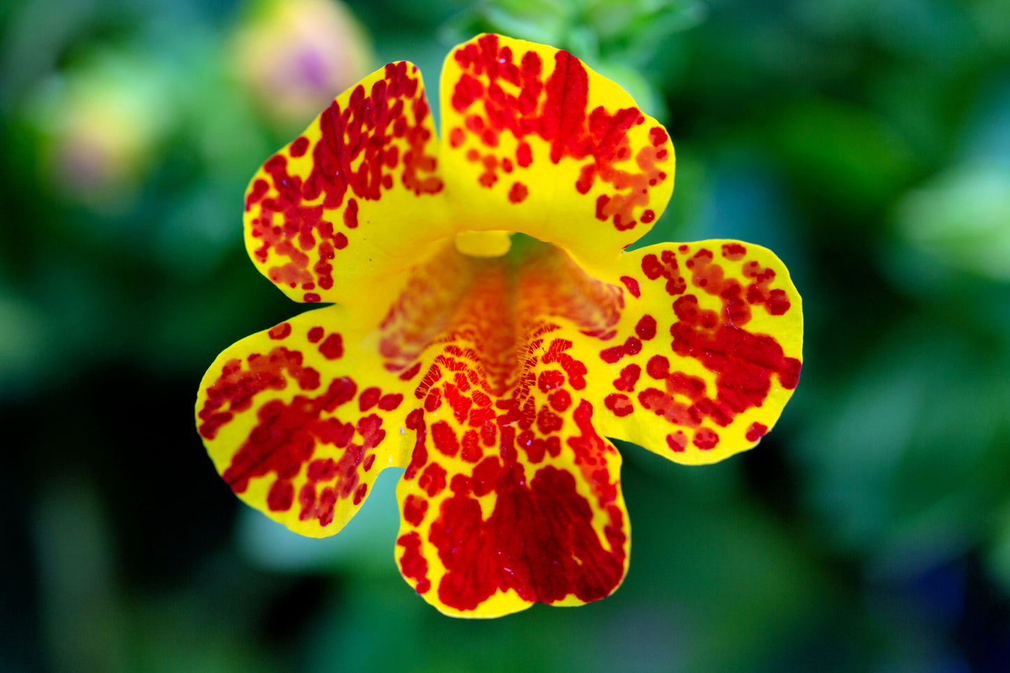 250 TIGER MONKEY Mixed Colors Mimulus Tigrinus Flower Seeds