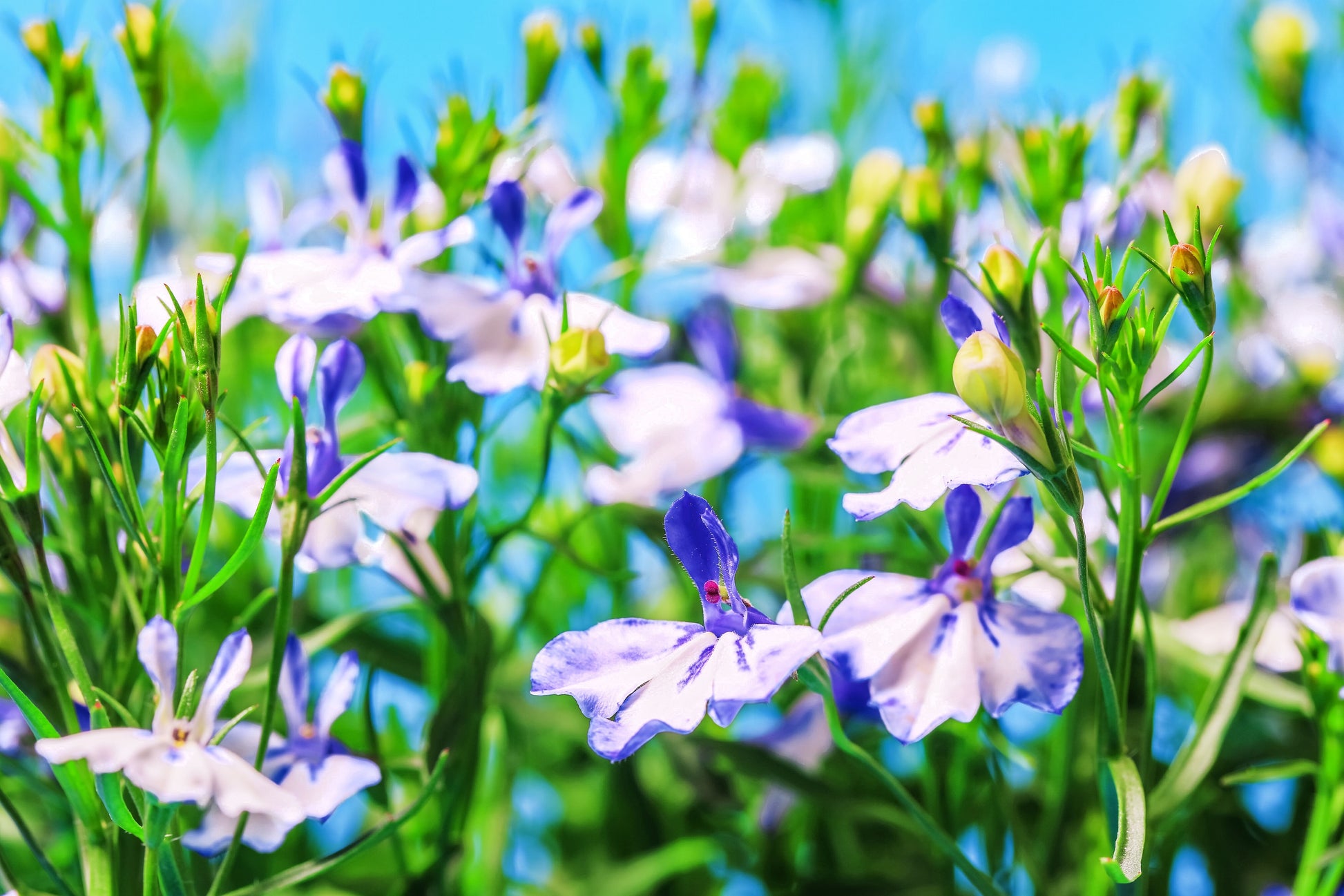 plant lobelia seeds 200 BLUE SPLASH LOBELIA Regatta Blue & White Erinus Flower Seeds