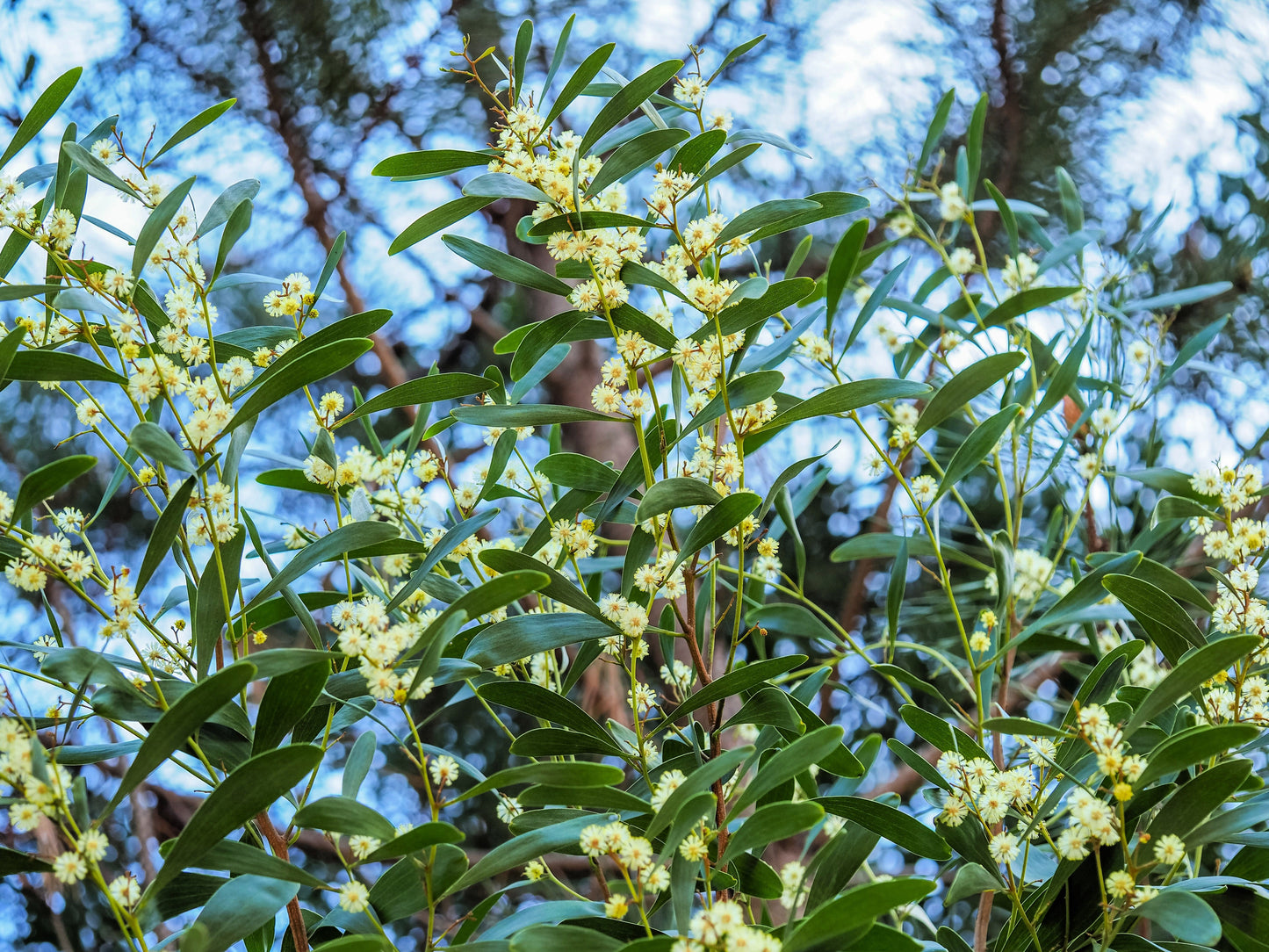 20 AUSTRALIAN BLACKWOOD TREE Black Acacia Melanoxylon Wattle Yellow Flower Seeds